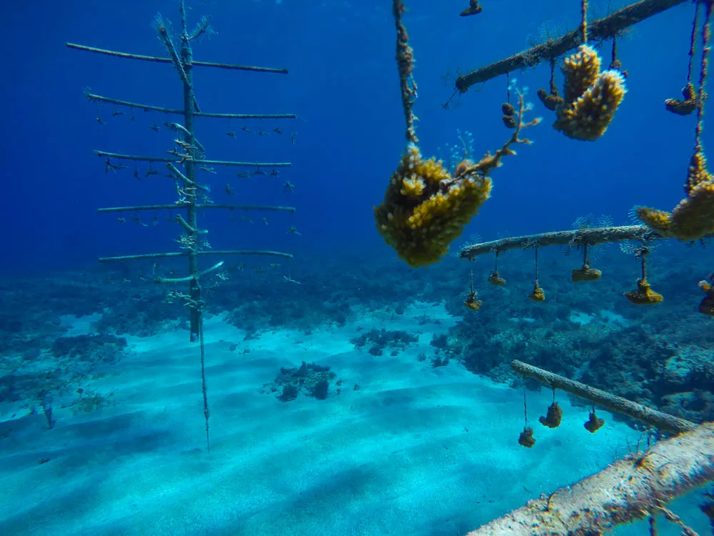 Coral Nursery