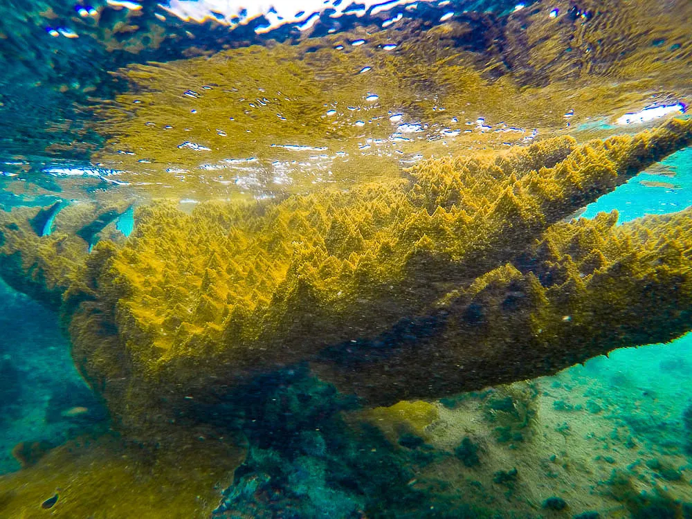 Coral Outplanting